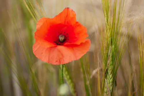 This is a still life photograph taken in the early afternoon during the summer season, showing a vibrant poppy flower in full bloom among green spikes of wheat. The image features a clear focus on the poppy, with its red petals and central seed pod standing out against the softer background of wheat and grasses. This scene was captured in Derbyshire, England, United Kingdom, where poppies and wheat are common plants found in the region’s countryside. The photograph highlights the coexistence of wildflowers and cultivated crops, emphasizing the beauty and diversity of summer flowers and plants in rural England.
